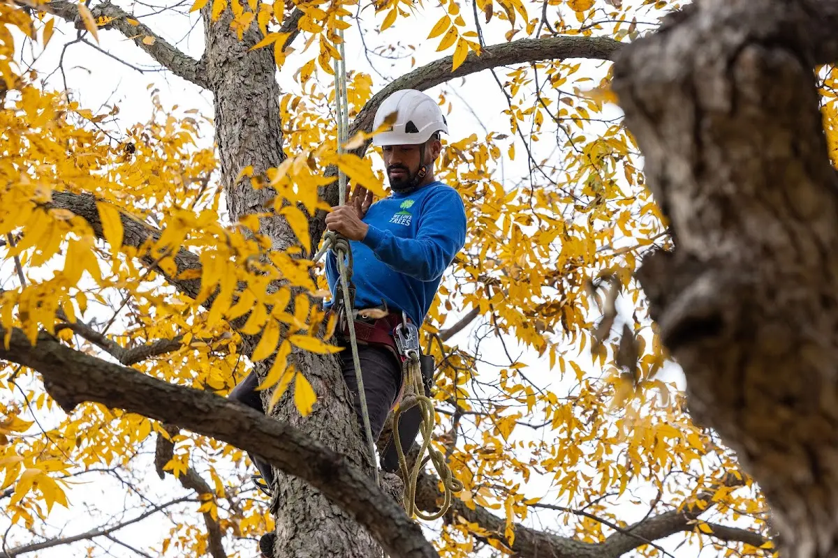 Skilled Emergency Tree Service crew working in Merton
