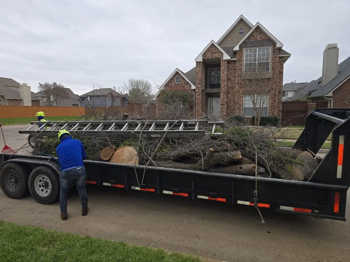 Expert Tree Fertilization with proper safety equipment in Merton